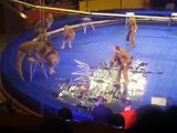 Lion Attack Original VIDEO of Lion Attack at L'viv Circus Ukraine