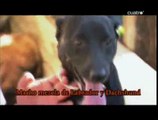 el encantador de perros - Rescatados del Katrina(2ªTemp.)(3de4)