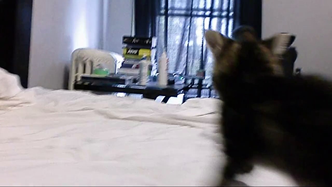 KITTEN CRAB WALK!