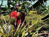 Cultiver des ananas biologiques en Ouganda