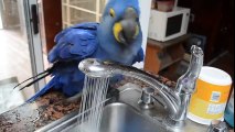 Have a look at this blue beauty taking a shower under the tap
