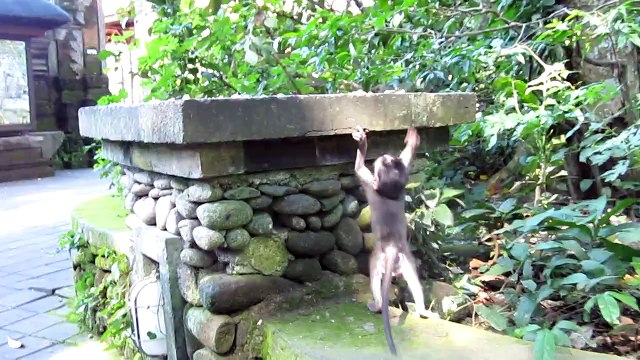 Cute baby macaque monkey in Ubud