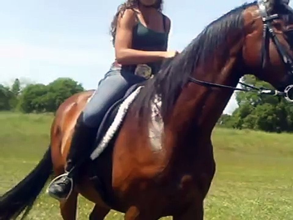 Thoroughbred galloping (Ex race horse)