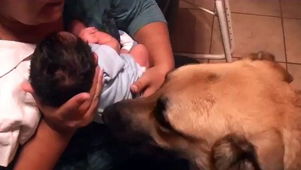 German Shepherd Dogs Meeting a Baby