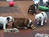 English Bulldog pups 7 weeks playing outside