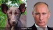 Cats Who Look Like Famous People | Funny Cats