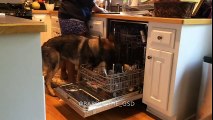 Ev İşlerinde Yardımcı Olan Köpek