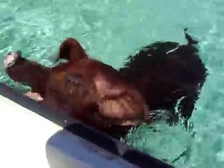 Swimming Pigs in the Bahamas