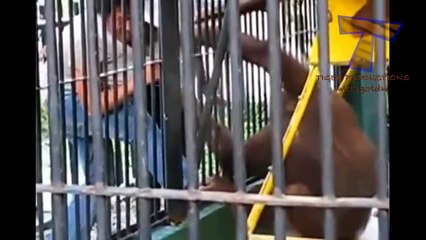 Animals can be so annoying  - Funny animal compilation