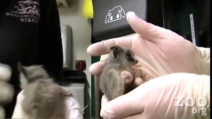 Bushbaby Babies! (Behind the Scenes)