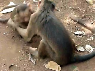 Monkey Playing with child