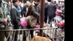 Chinese Activist Du Yufeng Rescues 4 Dogs From The Meat Man