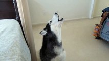 How Mishka wakes us up in the morning - Singing!