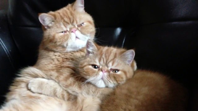 deux chats se font des calins