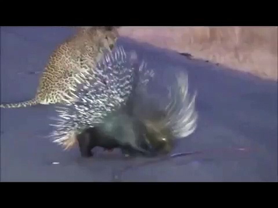 Cheetah killed by a strange creature