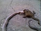 Frog eat a snake unbelievable