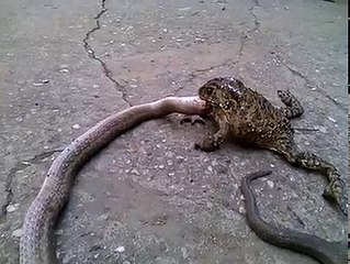 Frog eat a snake unbelievable
