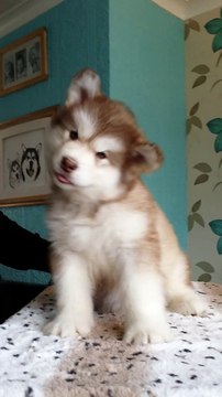 Chiot malamute de l'alaska mignon et confus