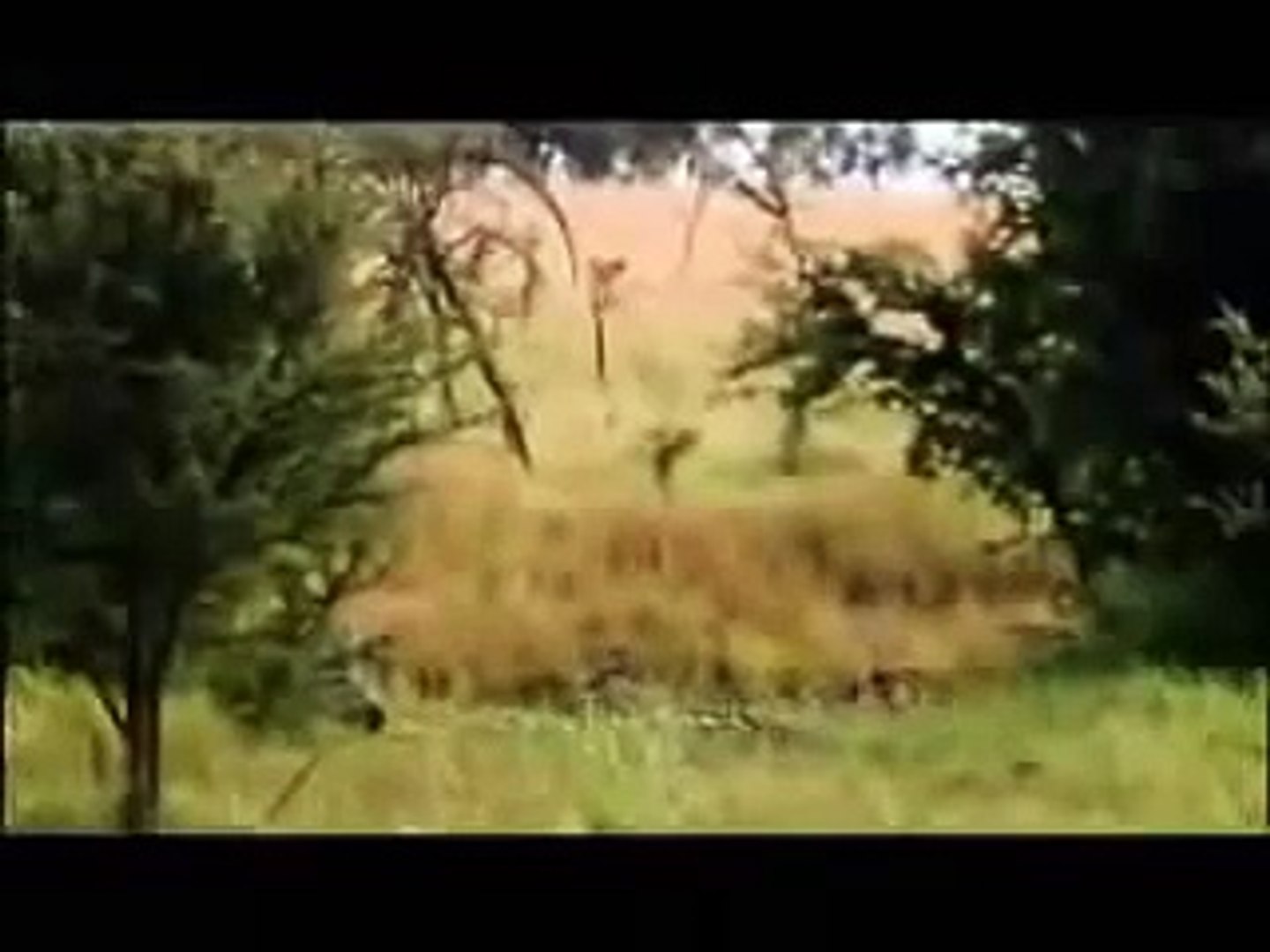 Lion vs Zebra - Zebra Trying To Drown A Lion And Wins!