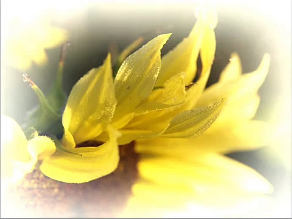 E. Rozenštrauhs - Zelta cauna