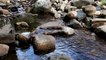 5min Relax-Sleep easy-Tranquil calming sounds-Water flowing dripping-3D Nature without music