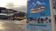 Skijoring  (Purina Incredible Dog Challenge) | Petcentric