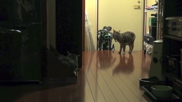 【モアクリ】 退屈なネコ達 - Boring Cats -