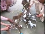 MIRACLE Goat gave birth to 7 babies