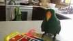 Eclectus Parrot Tricks Tricky Ekkie Toby