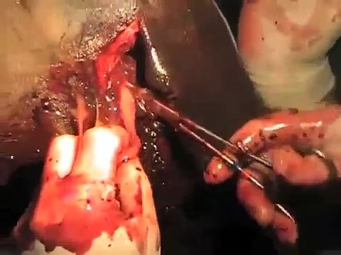 standing maxillary sinus flap horse surgery