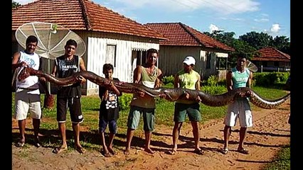 BIGGEST SNAKE EVER ! GIANT SNAKE FOUND - ANACONDA