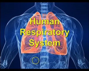 Target C4.2: Human Respiration