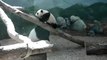 MOV04786 Mei Lan and Mom, Giant Pandas