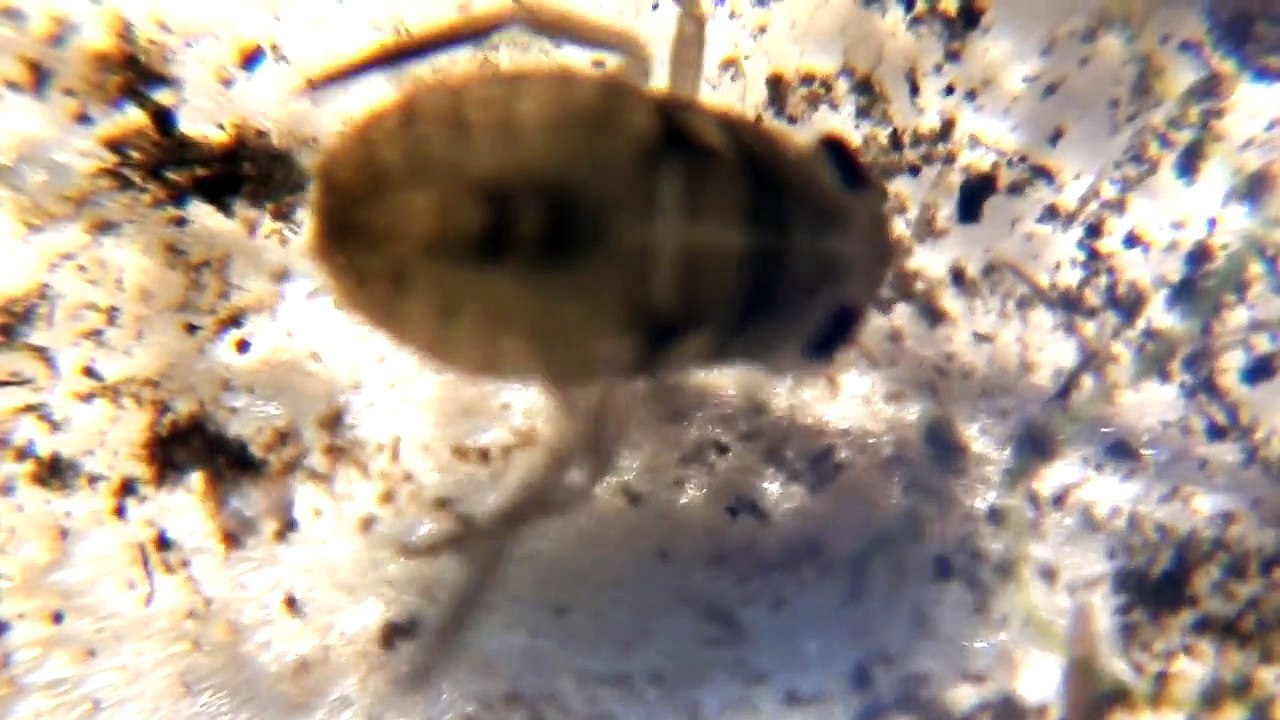 micronecta
