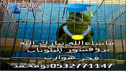 papağan Fatiha ve ezan okuyor