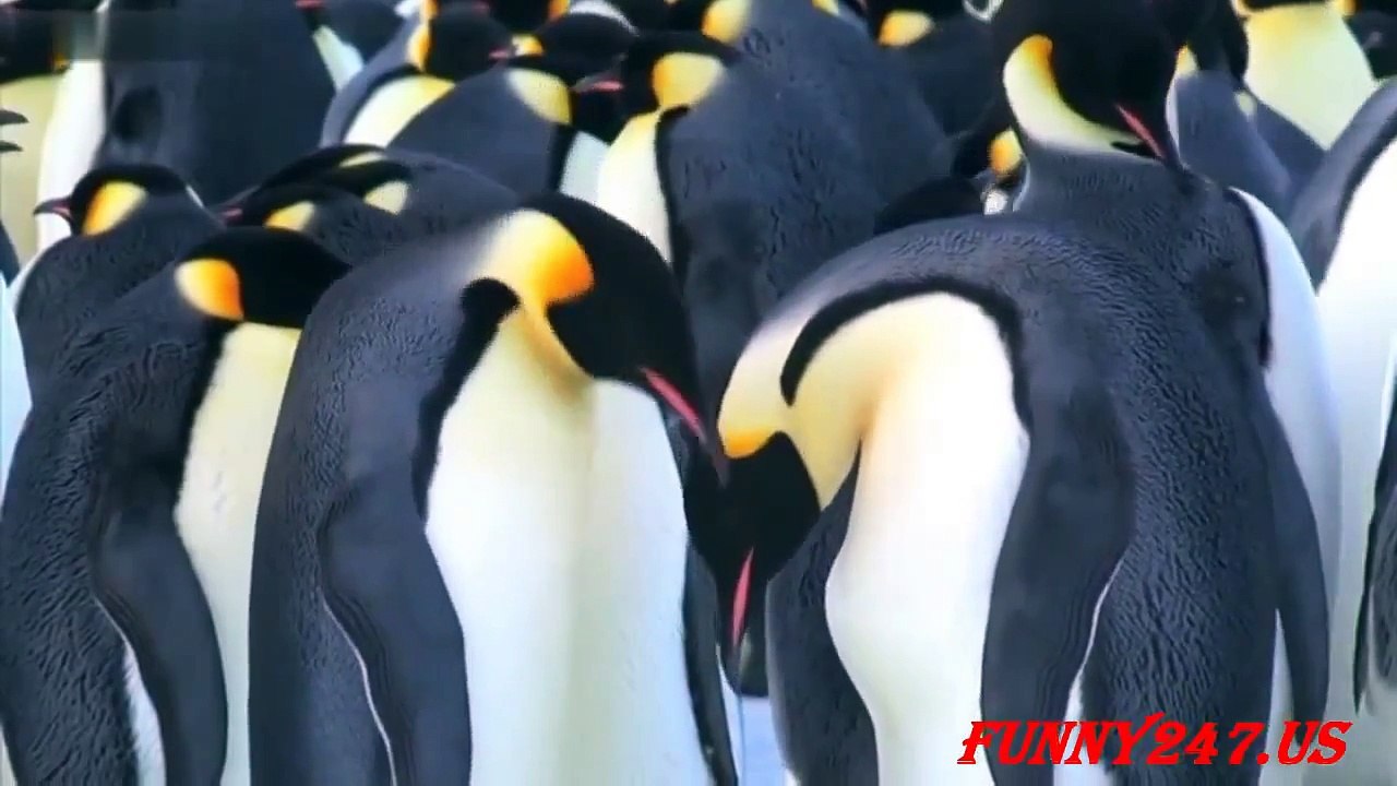 Penguins giving birth ☆ Animals Spawning Tv