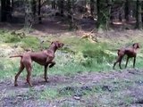 Hungarian Vizslas on point [ http://redgirls-in-scotland.blogspot.com/ ]