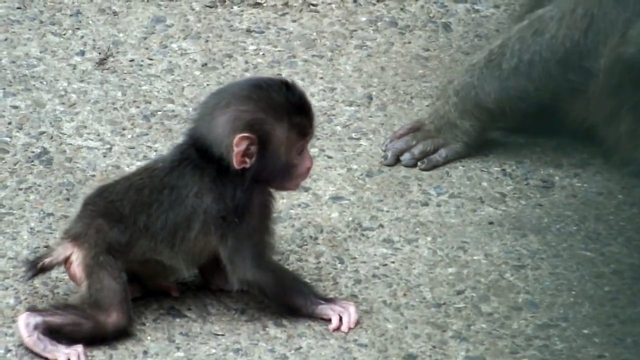 #02 Baby japanese macaque.1 week old.ニホンザルの赤ちゃん。生後一週間。