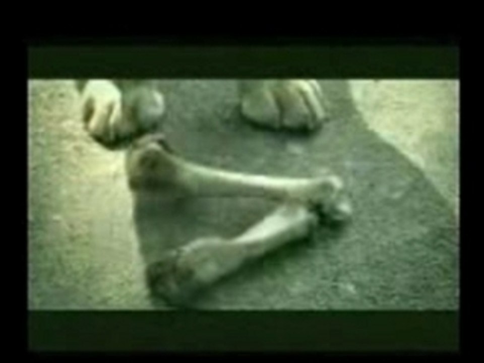 boloce de chien