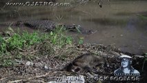 Alligator eats Raccoon 01 - Dangerous Animals