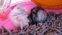 出産中 ①　（苦手な方はスルーを）　♪ハムスター♪  Under childbirth. Hamster