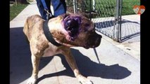 You Won't Believe What This Pit Bull Has Gone Through!  Please share.