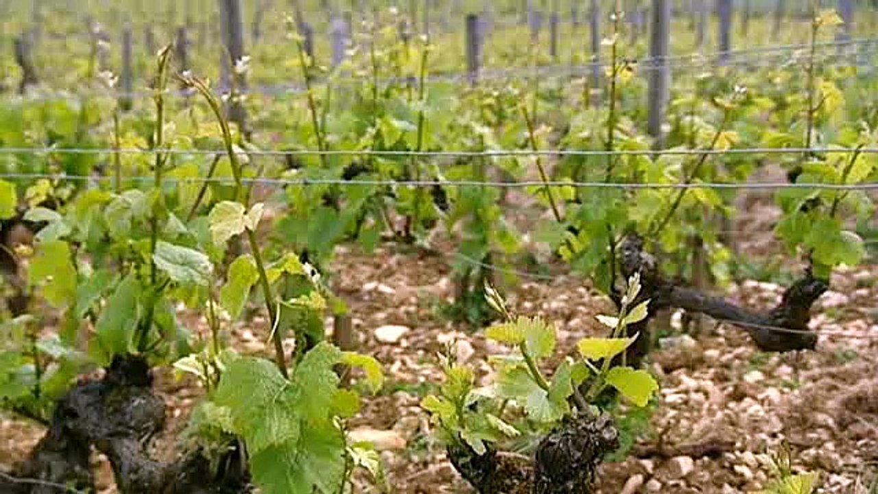 Les Climats de Bourgogne à l'UNESCO : avis de l'expert