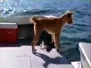 DOLPHIN HELP A DOG