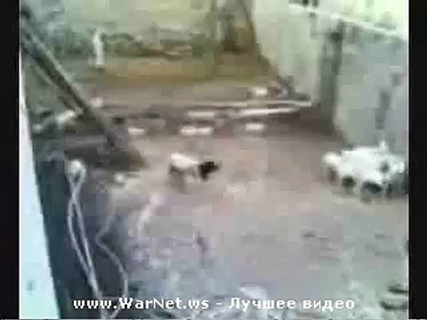 Глупо и смешно