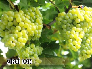 ZİRAİ DON ERİĞİ VURDU!