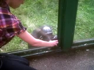 clever chimp welsh mountain zoo