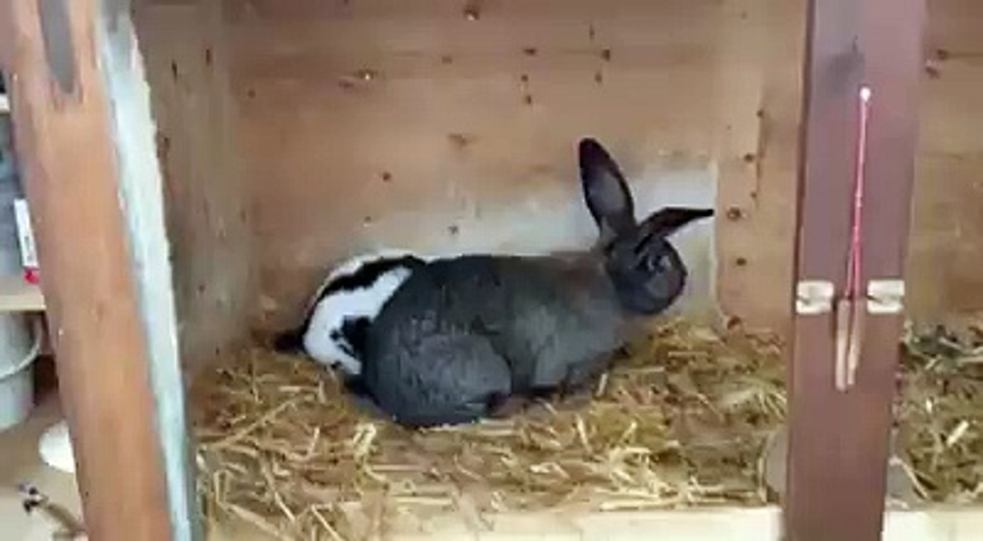 rabbits fight