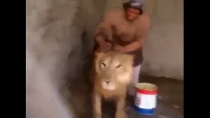 Lion Vs Brave Man