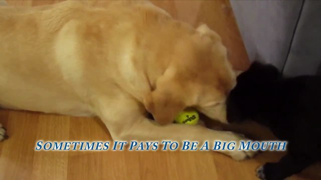 Our 6 Year Old Yellow Lab Showing Our Black Lab Puppy (Mix) The Ropes - Teach Dogs How To Fetch